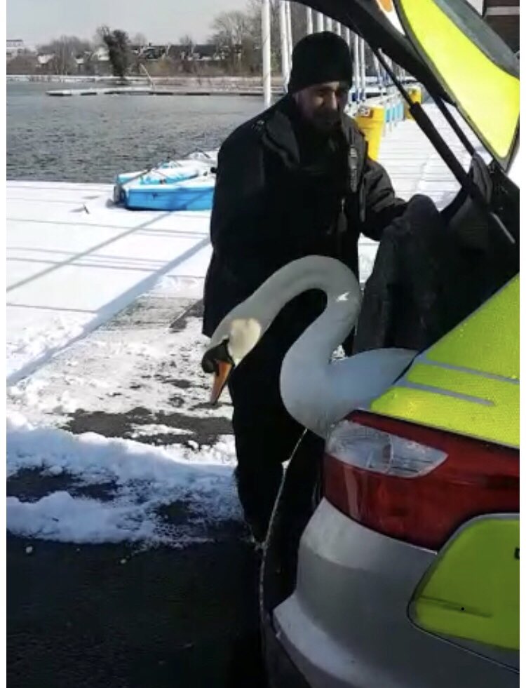 MPSHackney's tweet image. The #HackneySwan was coaxed out of the car and happily swam off into a more appropriate environment!