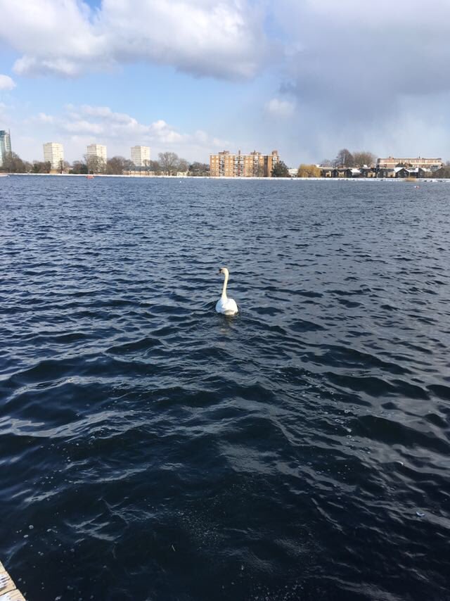 MPSHackney's tweet image. The #HackneySwan was coaxed out of the car and happily swam off into a more appropriate environment!