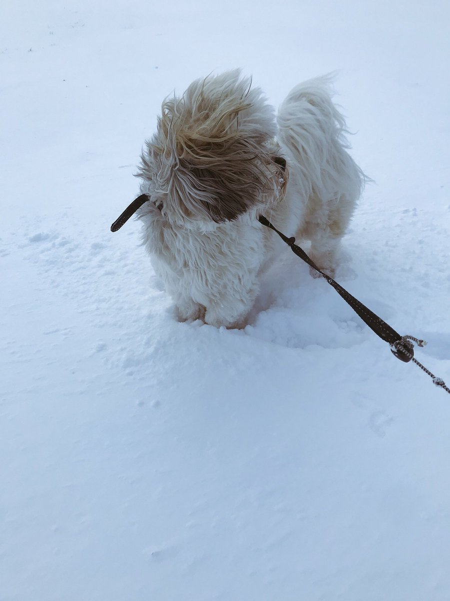 peytonbaxterxx's tweet photo. Dogs are the cutest in the snow omg😍😍 https://t.co/a0vCoPtocf