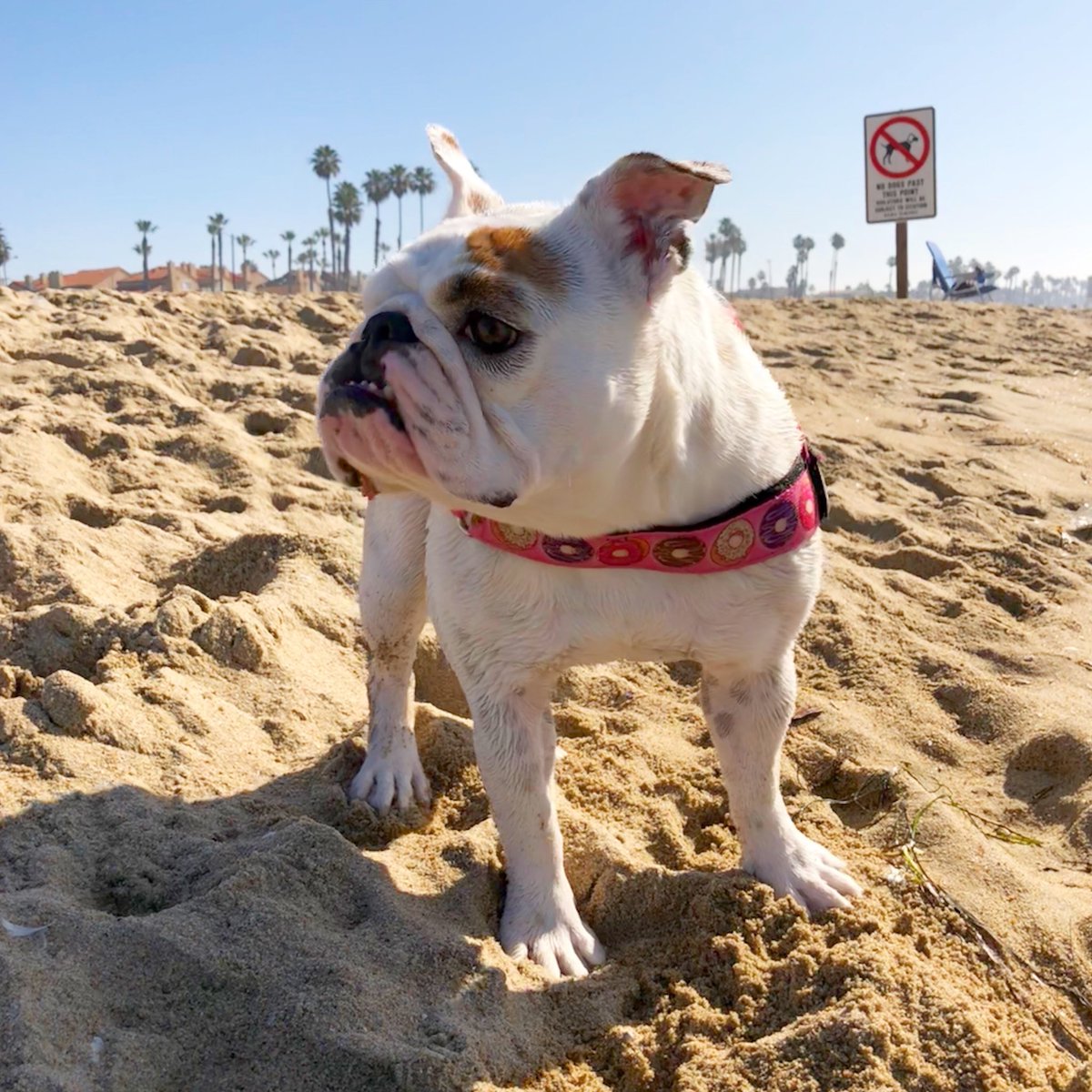 LoulouHoltz's tweet photo. I seem to be lost.....I’m looking for the weekend!!!🌞🌞🌞Happy Hump Day #lostinparadise #humpwednesday #humpdaywednesday #Shmexy #nddog #hbdogbeach #dogbeach #dodidog #abc7eyewitness https://t.co/4MAR4vrGjU