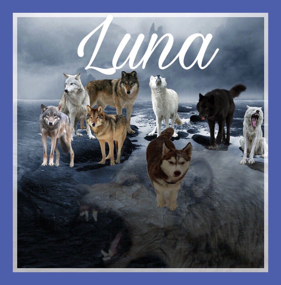 LunaSheetzhusky's tweet photo. Be you.. even in a crowd..
You are beautiful..#beautifulineveryway #goddess #huskygoddess #lovethewolfinside https://t.co/UEUg2zI0BV