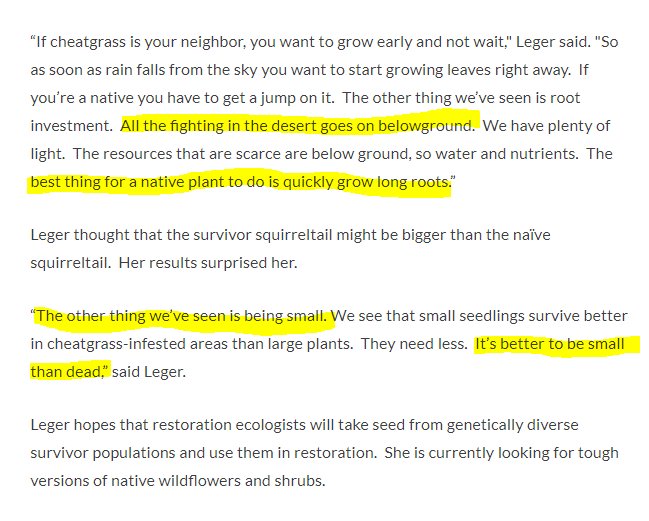 why traditional agronomic selections aren't the best in tough restoration sites
also, fundamental truth from Dr Leger: "it's better to be small than dead"
upr.org/post/plants-su…