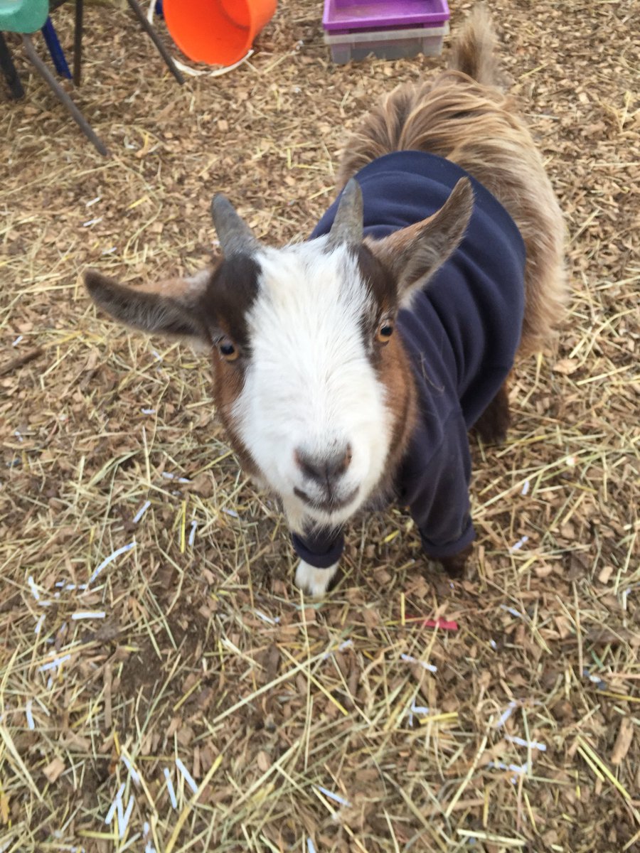 IzzyCramp's tweet photo. I think he's prepared #pygmygoat #BeastfromEast keep warm, best school #pet https://t.co/O4glOZjn66