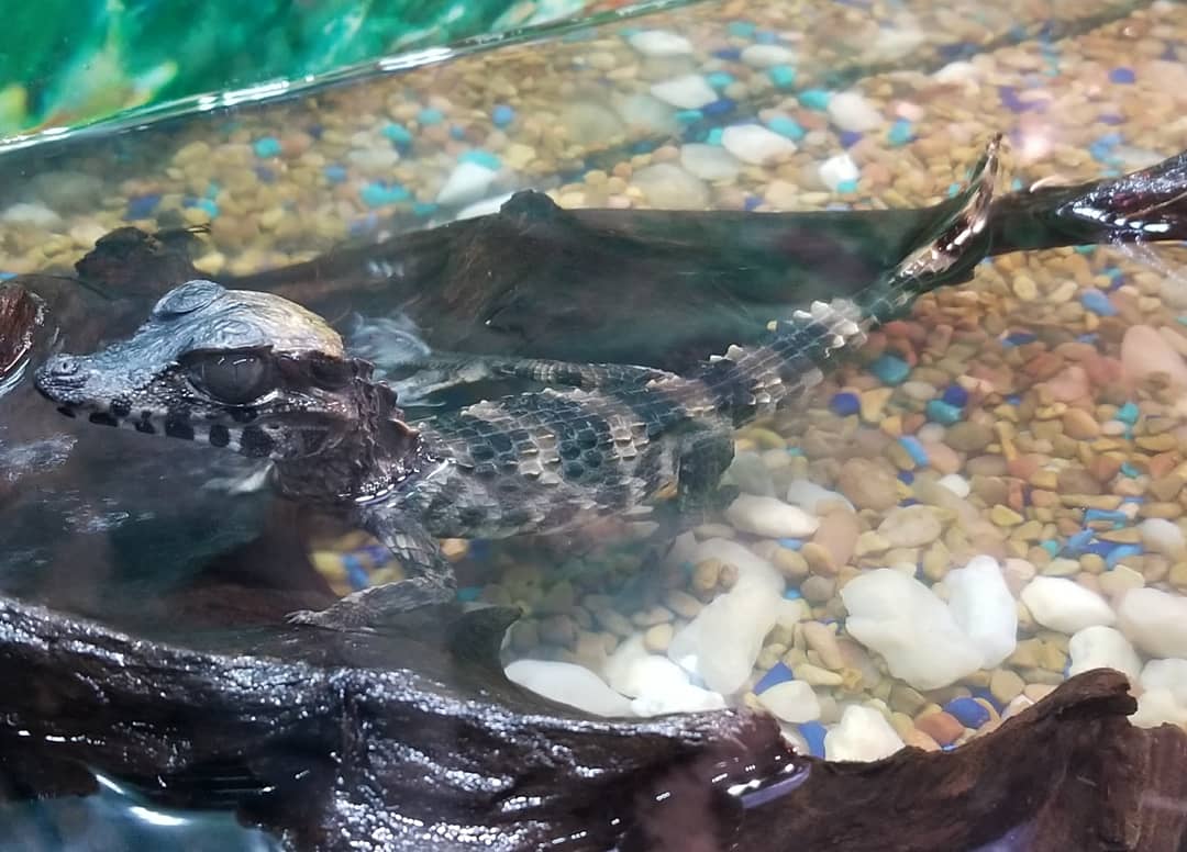 PaulVoight's tweet photo. My pet baby wedgehead caimen I got from @ugreptiles https://t.co/nJjjgfEdLS