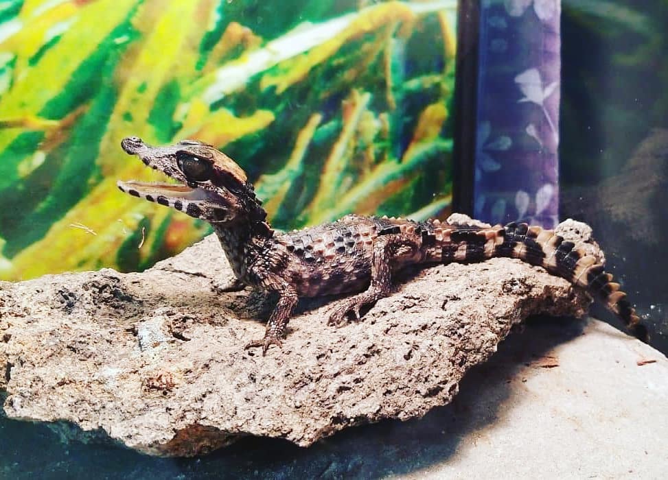 PaulVoight's tweet photo. My pet baby wedgehead caimen I got from @ugreptiles https://t.co/nJjjgfEdLS