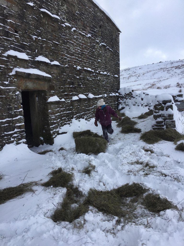 AmandaOwen8's tweet photo. Yorkshire Dales barns used for what they were originally intended.🏚🏚🏚🏚🏚
There are forty two barns, shepherds shelters & hogg houses of varying size here.
They have stood for generations, some for centuries & form an important part of the iconic Yorkshire Dales landscape. https://t.co/OYscru4fRK