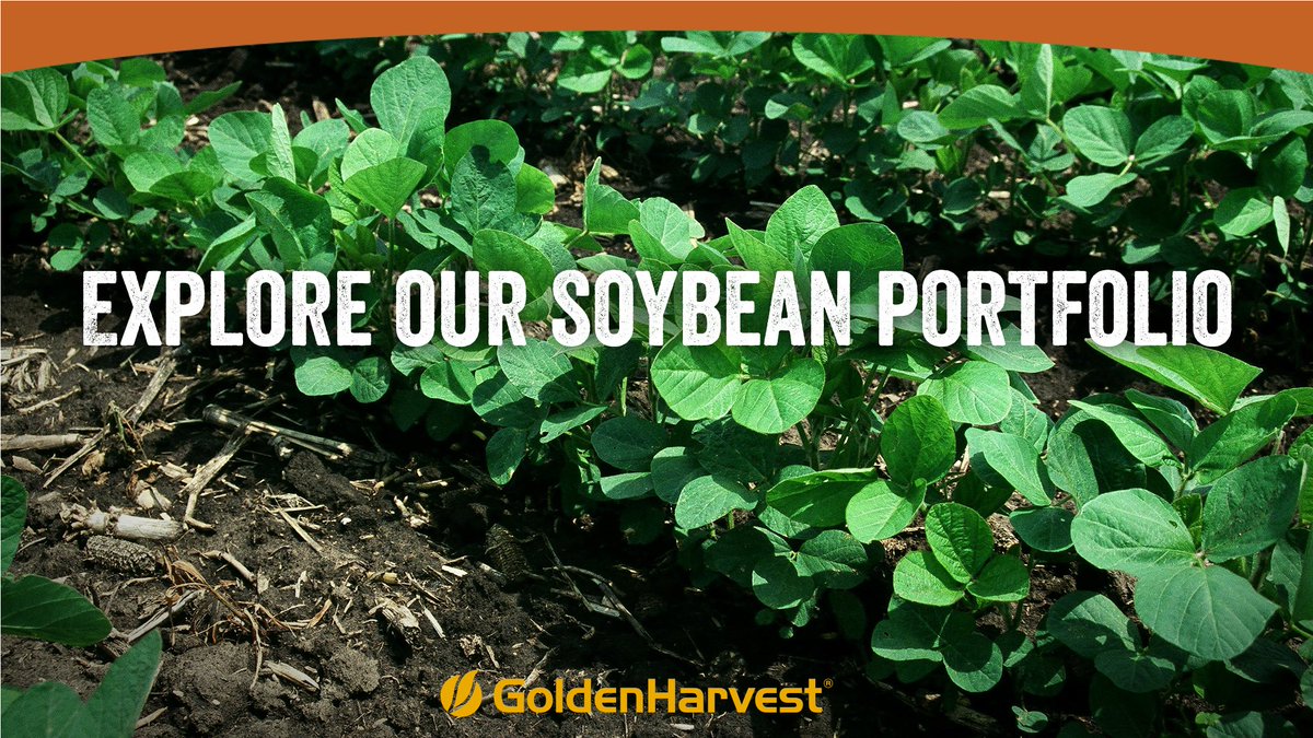 GldnHarvest's tweet photo. Explore our diverse portfolio of #soybeans to find the right variety for your soil type. https://t.co/JxUNSy7cae #plant18 https://t.co/xEUmuNtFbq