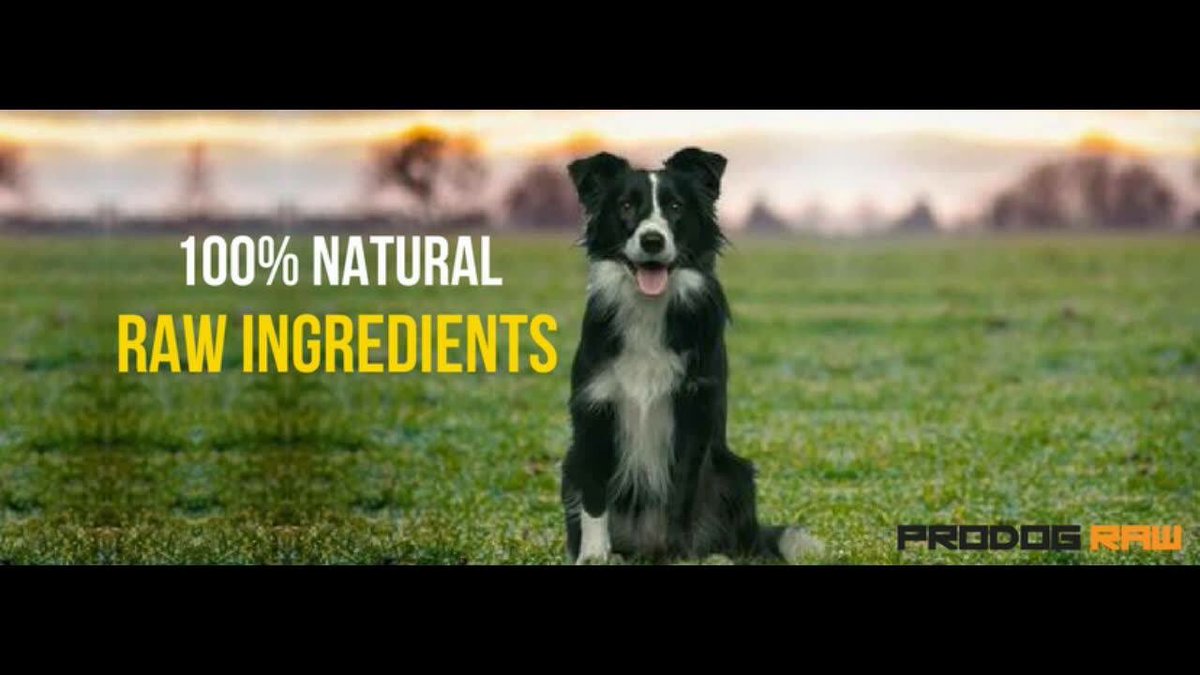 prodognutrition's tweet photo. If you use Facebook why not check out our sister company ProDog Raw. Here you can find out more about raw feeding and the variety of recipes that we produce. #rawfeeding https://t.co/qJOnzAOHGT https://t.co/UyLYyN4BvQ
