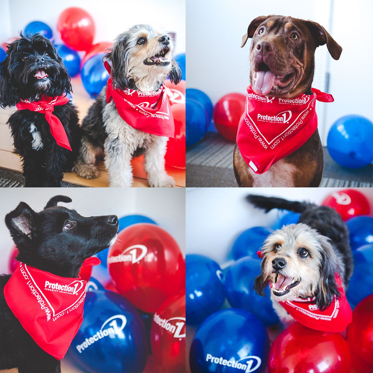 ProtectionOne's tweet image. There&apos;s nothing like getting your best friends together and throwing a #PuppyParty!