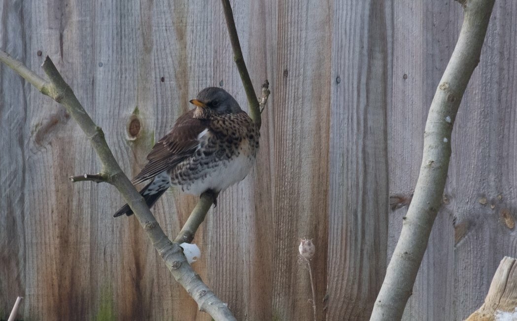 mrsj01's tweet photo. @Natures_Voice #snowday #gardenbirds #newvisitor #Fieldfares not had this visitor into my garden before. https://t.co/pryzE26BVl