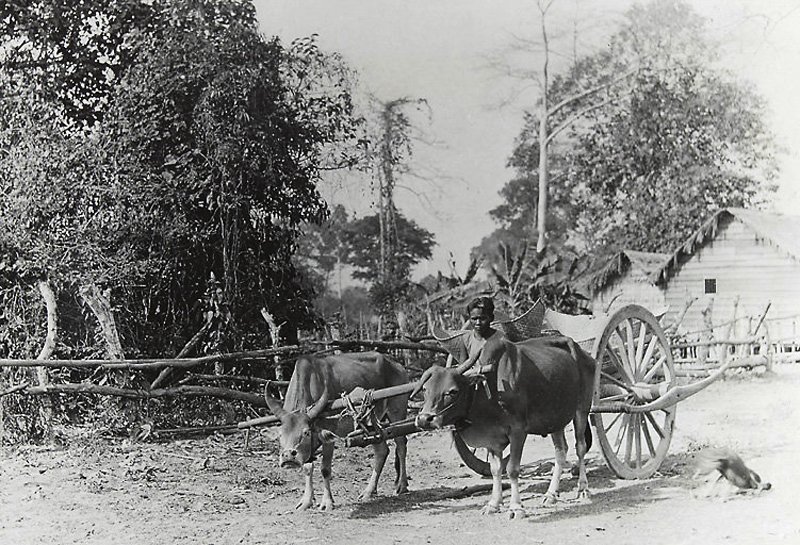 Ox Cart - Village life around Angkor Wat