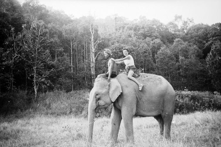Elephants in Cambodia