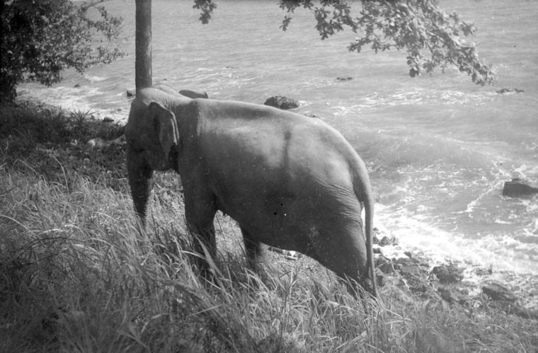 Elephants in Cambodia