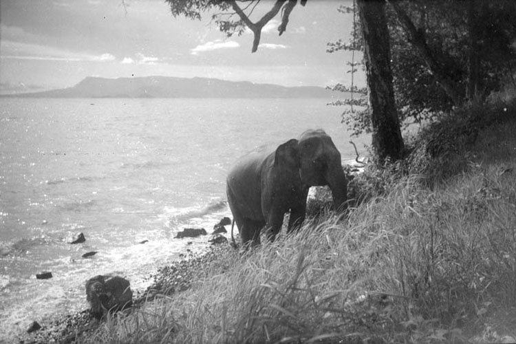 Elephants in Cambodia