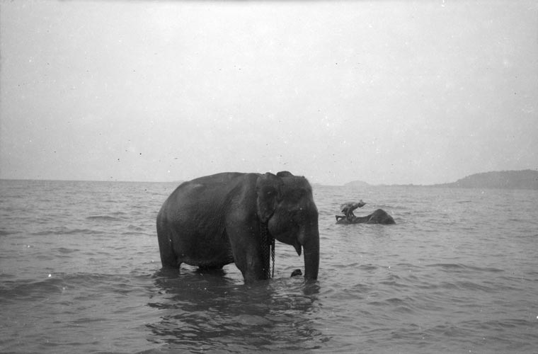 Elephants in Cambodia