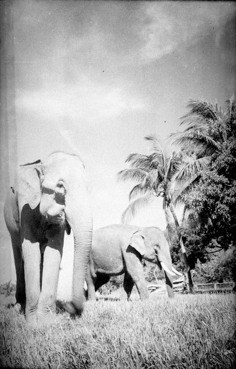 Elephants in Cambodia