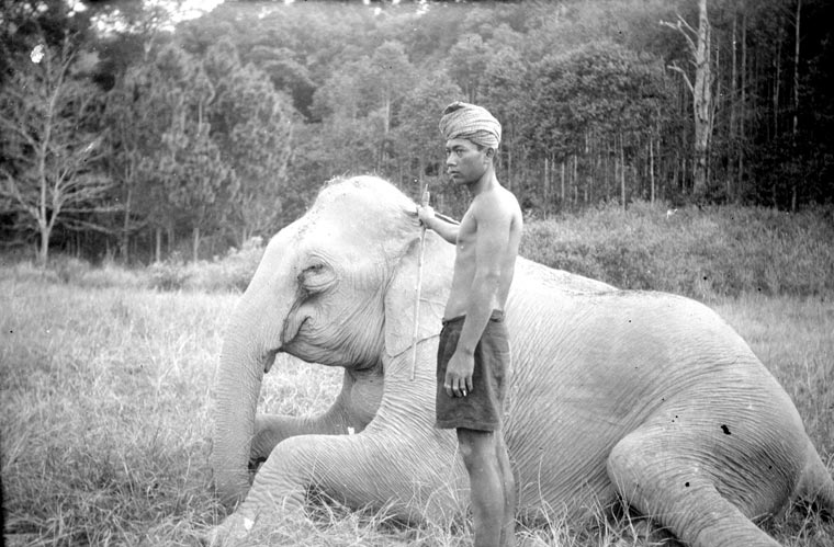 Elephants in Cambodia