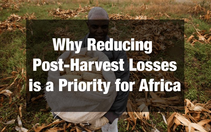 HortInnovLab's tweet photo. Dr. @ambuko on why reducing #postharvest losses is a priority for Africa - https://t.co/ys0E6GmUO6 via @TC_Africa @eatcookwrite https://t.co/fvfMGT2hCG