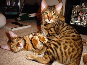 JPDESJ4RDINS's tweet photo. Confession : I love #cats https://t.co/T3nR6iO3OV