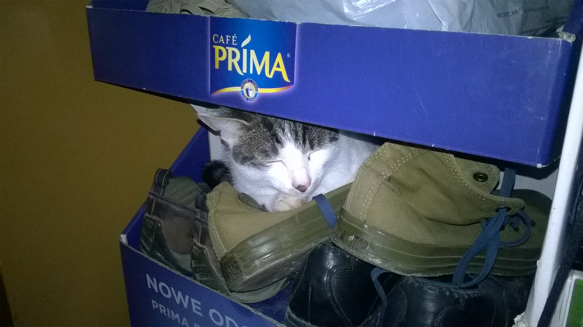 SoyGatoFederico's tweet photo. iNadie los va a robar!

#elgatofederico #CatsOfTwitter #gatos #InviernoContigo #meow #enlacasa #FelizMiercoles #MiercolesDeGanarSeguidores #biednyjakGowin #BiednyGowin https://t.co/EswE7PHST8