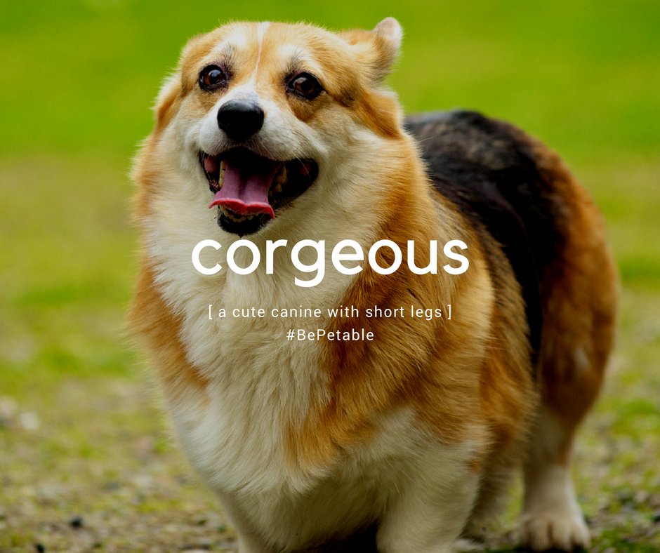 PetableCare's tweet photo. #petpuns #definitions #doggolingo #appforpets #petable #woofwoofwednesday https://t.co/Lba5WX0HHR