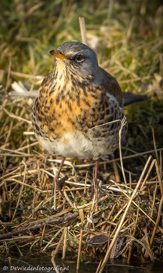 #dewieden #kramsvogel