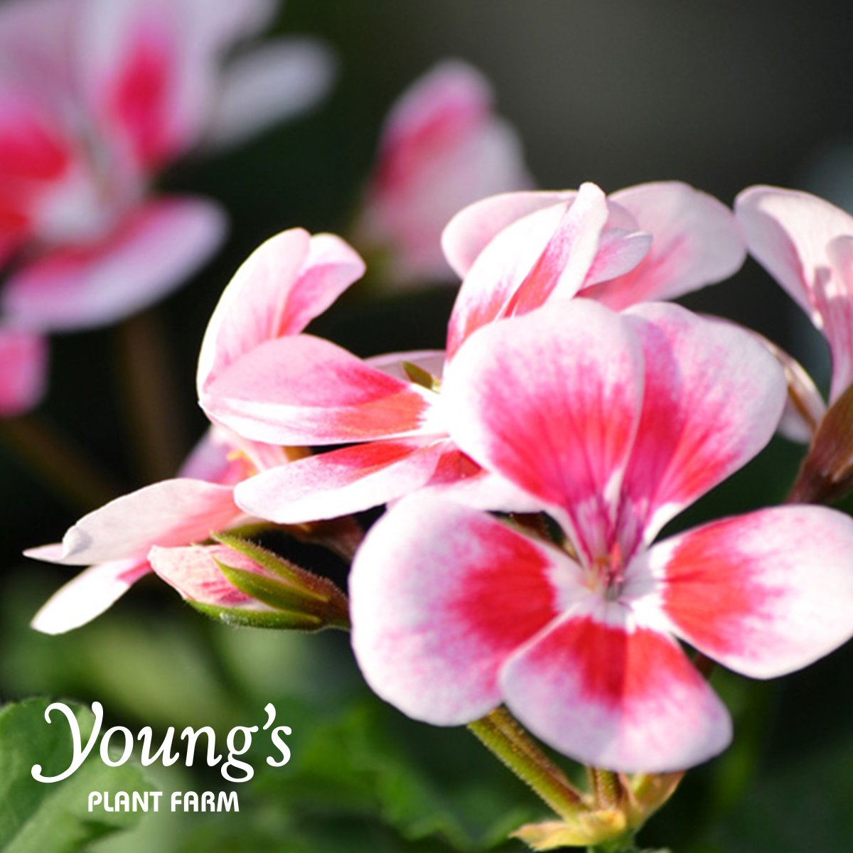 #Geraniums will add a burst of vivid color to your early-spring bed, basket or container. A truly classic garden #flower, geraniums require plenty of sunlight, well-draining soil and regular feeding. #YoungsPlantFarm