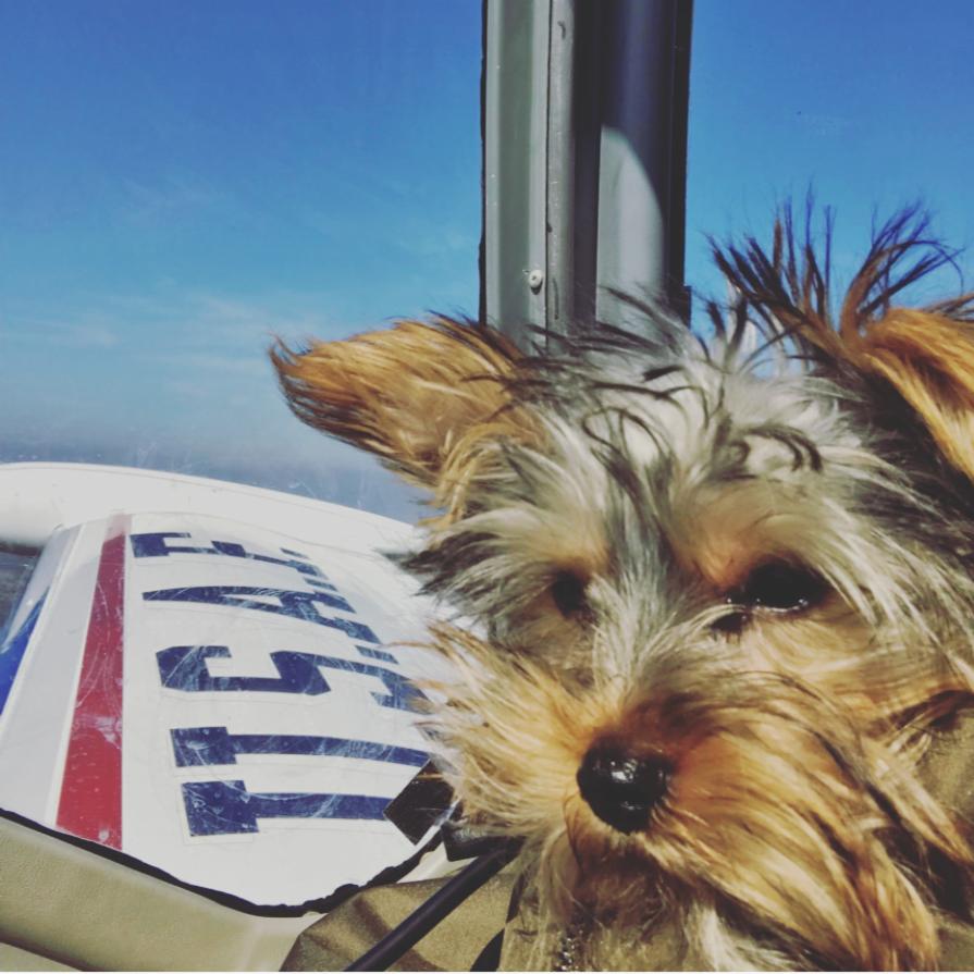 JeppForeFlight's tweet photo. Our favorite #dogcopilot Bear is bringing you today's #wingviewwednesday. ๐ ๐ถ #avgeek (๐ท: #ForeFlight PST Manager @robinstotz) https://t.co/d5TG4Fhz74