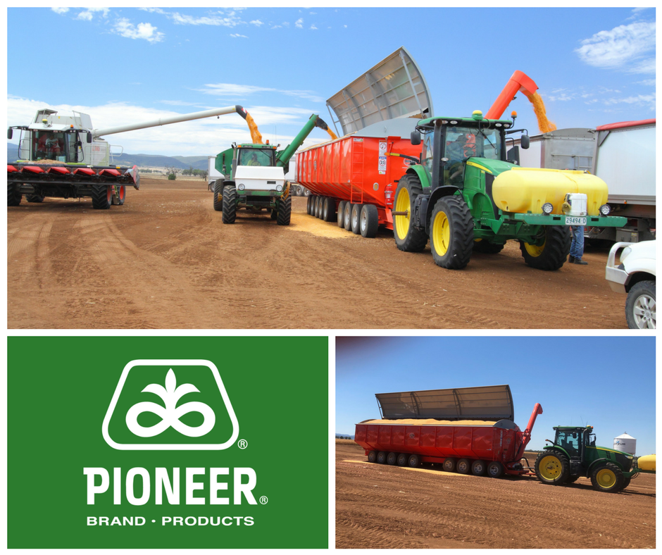 pioneerseedsau's tweet photo. #Harvesting Pioneer® corn hybrids P1756 and NEW P1888 at Maules Creek near #Narrabri NSW. This mountain of corn is headed for processing at Defiance Maize Products’ corn mill in #Warwick QLD. https://t.co/UgsxFjx1J7