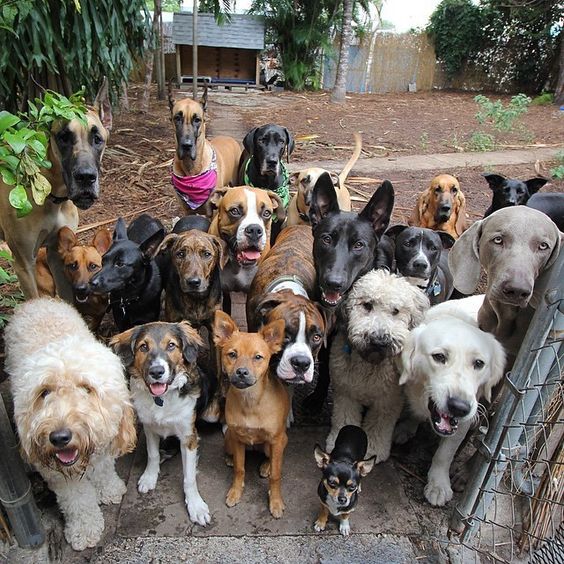 PhilosophyofDog's tweet photo. Welcome home! Did you have a good day at work, huh? huh? huh? #DogsofTwitter #DogMom #DogDad #AdoptDontShop #DogLover #LoveDogs #RescueDog #ShelterDog #Heaven https://t.co/HEgNJJeRys