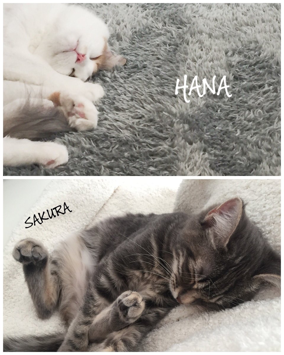 vzoips's tweet photo. おネムシリーズ＆ツーショットシリーズです♡ https://t.co/rIBc1rlh03