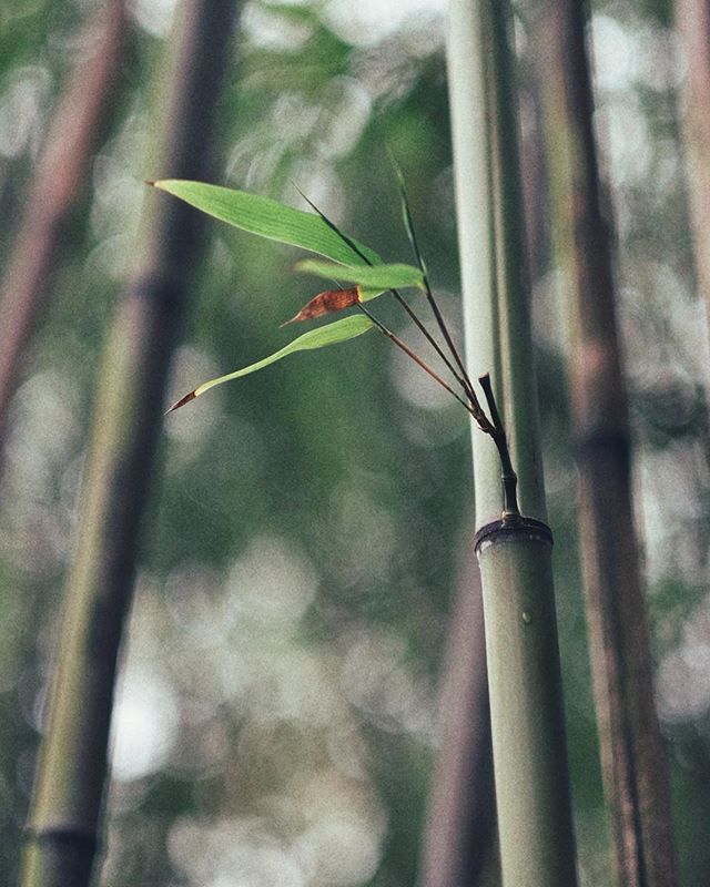 vanarts's tweet photo. 📷: @lifeofleds
Photography@vanarts 
.
#madeatvanarts #photography #LeagueofLenses #way2ill #liveoutdoors #myfujilove #AdventureVisuals #senseprime #freedomthinkers #MyFujifilm #instamagazine_ #reflectiongram #headedelsewhere #artschool #Vancouver #studentlife https://t.co/7i37YIh9Ut