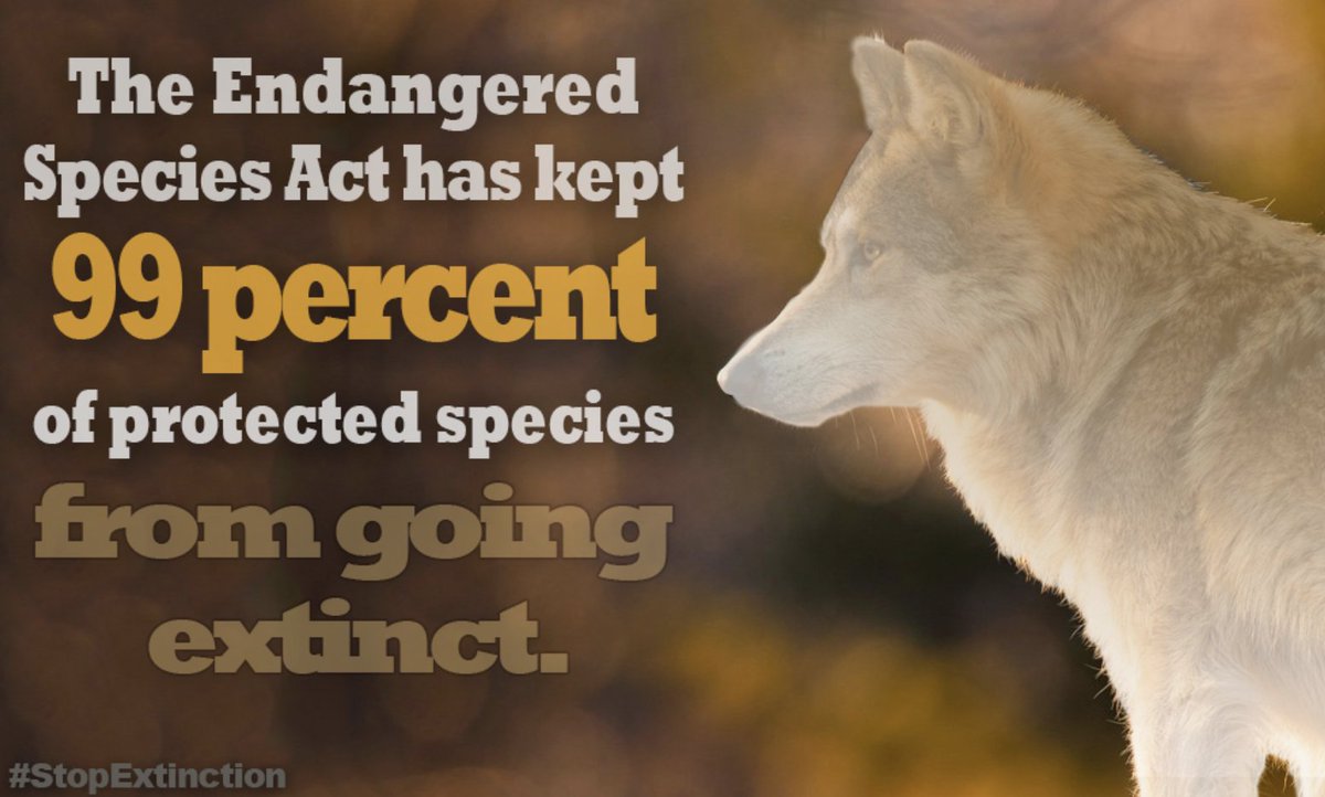 wildearthguard's tweet image. Anti-wildlife policy “riders” don’t belong in government spending bills. Call 888-813-5246 to urge your members of Congress to oppose policy riders that would weaken the #EndangeredSpeciesAct. #StopExtinction