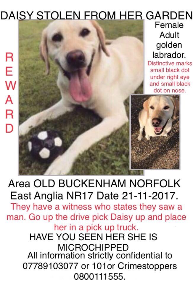 How can anyone be so cruel. Stolen from her family and everything she knew. A family left devastated. #FindStolenDaisy #Dogtheft #Supervet #Labrador #Norfolk