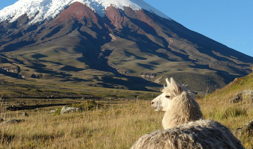 AniCarrillo26's tweet photo. @YoApoyoALeninM @DefensoresRC @ecuador_canela @ECUdeTodos @35PAIS @tgranizo En el periodo entre 2012 y 2017 el @Ambiente_Ec reportó mas o menos 57 mil hectáreas de bosques y páramos destruidos por incendios #ReverdecerEcuador https://t.co/pUxAyShawI