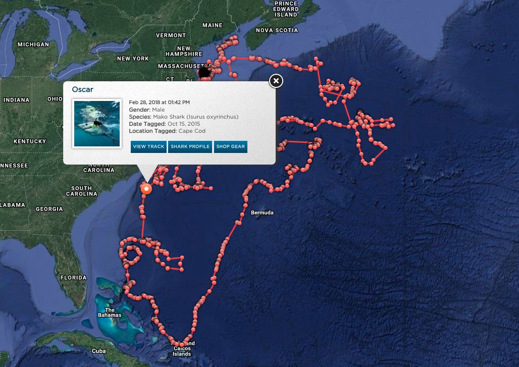 OCEARCH's tweet photo. 7ft+ 320lbs @MakoSharkOscar has traveled over 16,088 miles since being tagged &amp; released over two years ago! https://t.co/GcNkxzkm8x