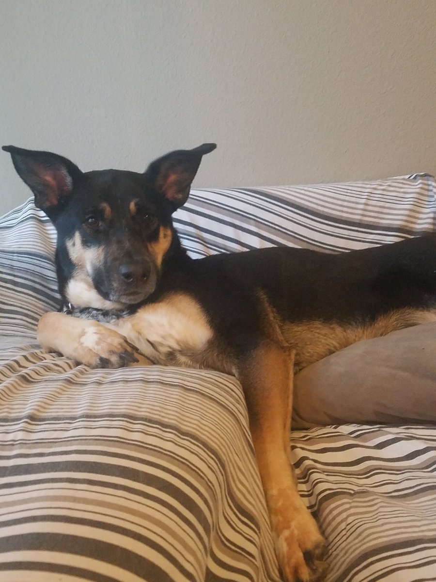 DogZelda's tweet photo. Paint me like one of your Alaskan Klee Kais. https://t.co/XfCcTSWoqx