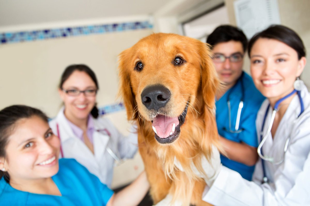 If you aren’t using Vet Prescriber, sign up for a free trial and see if it ...