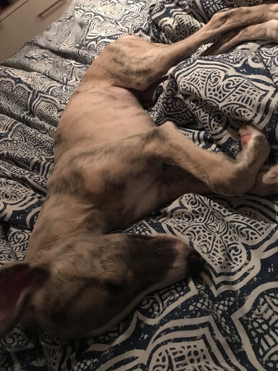 Denzil_Law's tweet image. Winston #whippet #winston #whippetwednesday