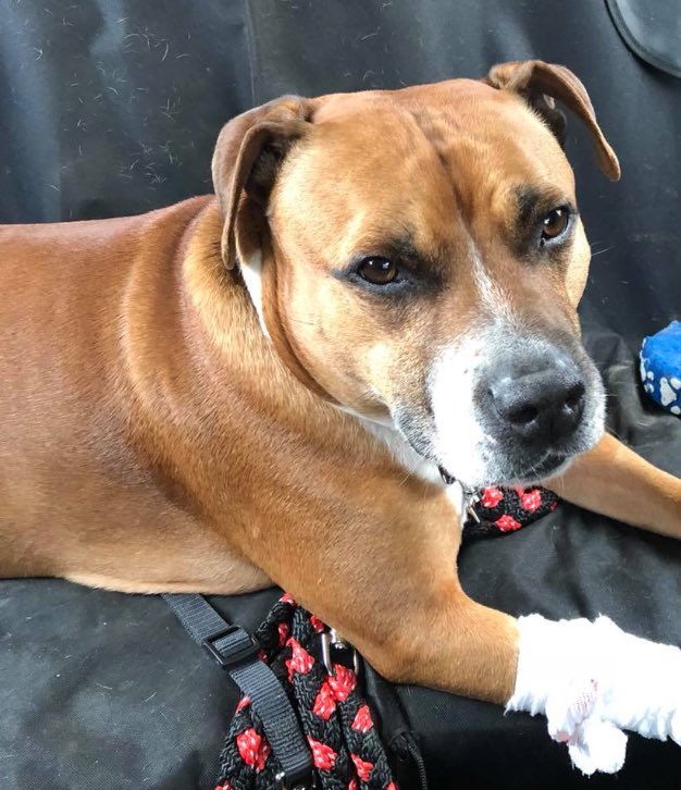 Bruno has been a bit poorly &amp; had 2 get emergency vet treatment. We have managed to get a few offers of a #foster home to help but he is stuck at the #vets due 2 #beastfromtheeast once out we will be keeping a close eye on him staffordshirerescuescotland.org.uk #supervet #WoofWoofWednesday