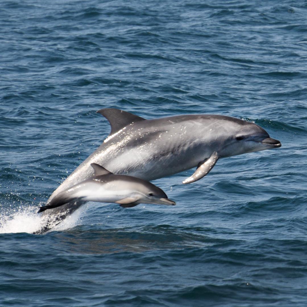 Dolphins are considered one of the smartest animals on earth. They have elongated spindle neurons in a similar part of the brain to humans 🐬  #WednesdayWisdom