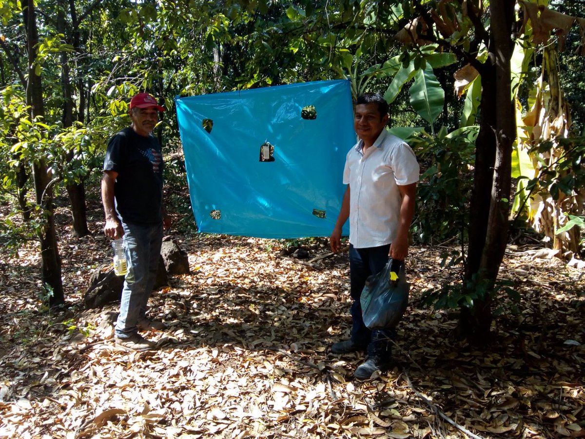 innovamich's tweet photo. Servicio de extensionismo en Mango, Nuevo Urecho Mich. Ing Jose Trinidad https://t.co/WcxtgHYubP