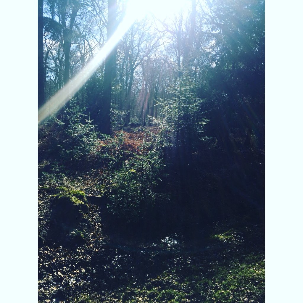 ChelsieKennedy's tweet image. #nationalforrest 🌲🌳🌾🍂🍃🍁🌿🐾