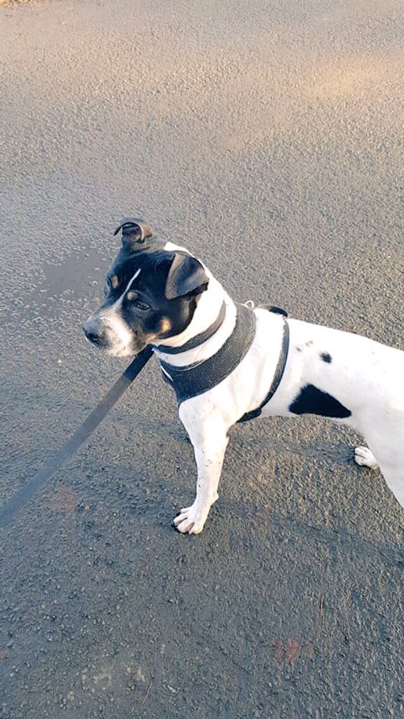 Sonny has been out enjoying the snow he is in #foster just now but will b 👀 4 a #foreverhome staffordshirerescuescotland.org.uk #WoofWoofWednesday #RescueDog #BeastFromTheEast #snowdogs #snowday #AdoptDontShop #CharityHour #staffies #dogcelebration #FFH #dogsoftwitter #rehomehour