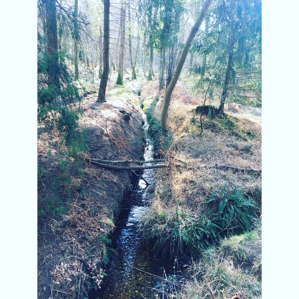 ChelsieKennedy's tweet image. #nationalforrest 🌲🌳🌾🍂🍃🍁🌿🐾