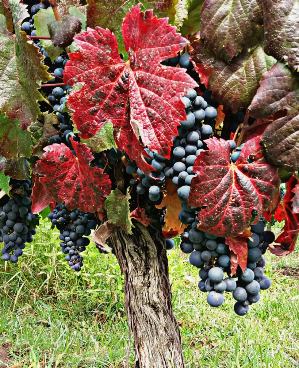 UVA UVA UVA, hacete VINO para mí. 🍇 #Cosecha2018 #Mendoza