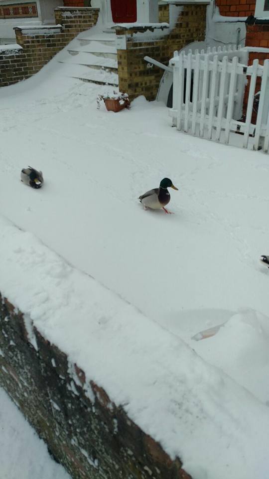 IngoldChapFans's tweet photo. A few more from Dave Oakes of #Skegness in the snow. https://t.co/zsn5MNNuJJ