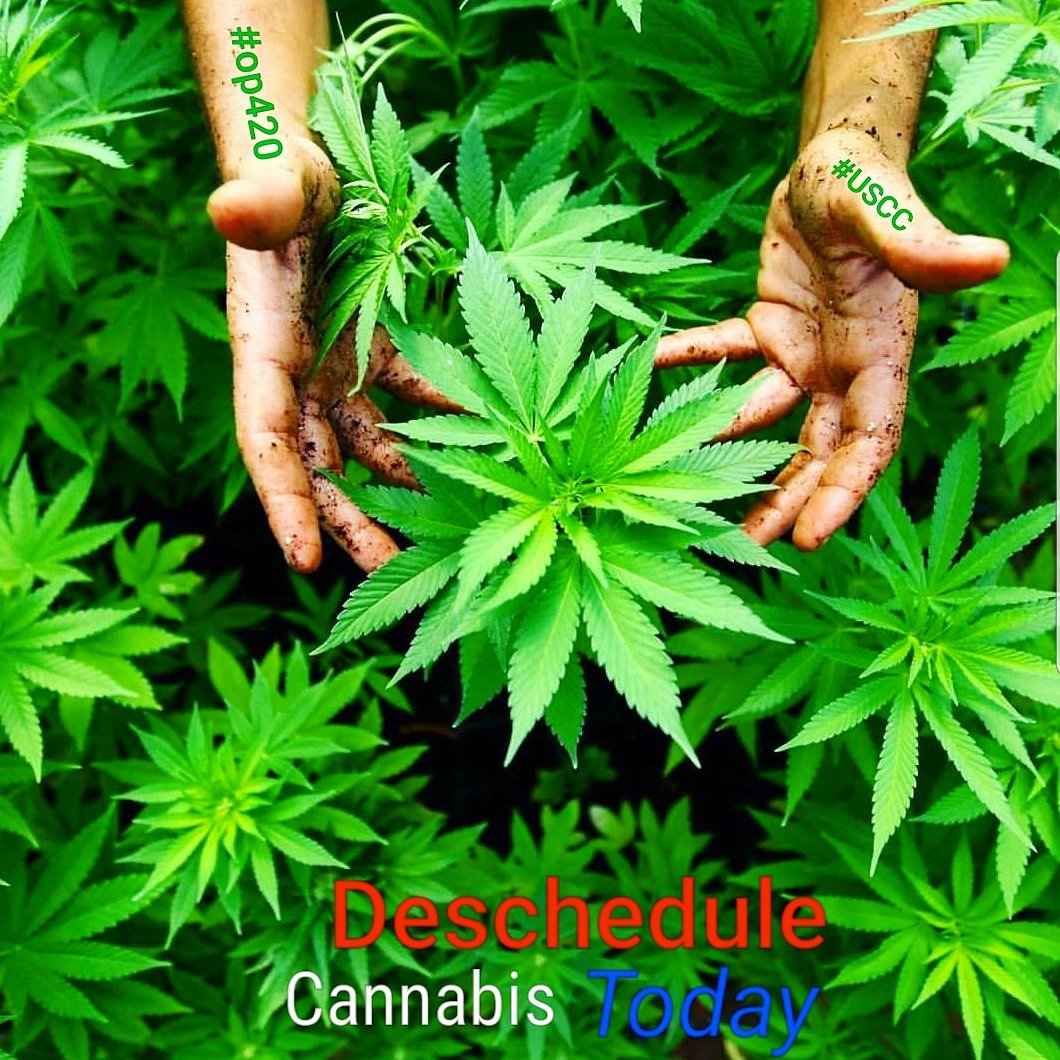 DrMesmer's tweet photo. #Deschedule #Cannabis #Today #HempCanSaveThePlanet #WeedCanSaveYou @POTUS #USCannabisCoalition #StoneColdLegal #Justice & #Truth compel us forward #USCC #StandingStrongerTogether #op420 in Action @TeamTrump @infowars @HempHistoryWeek @RealJamesWoods @MinistryofHemp @legalize https://t.co/nu8qQ67XKM