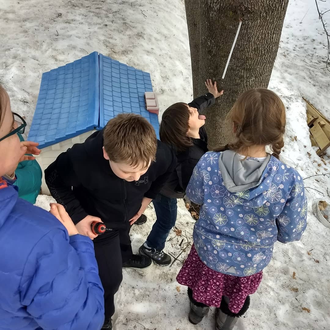 What happens when kids work together to accomplish a goal? Sweet maple tree sap! #nature #outdoorfun