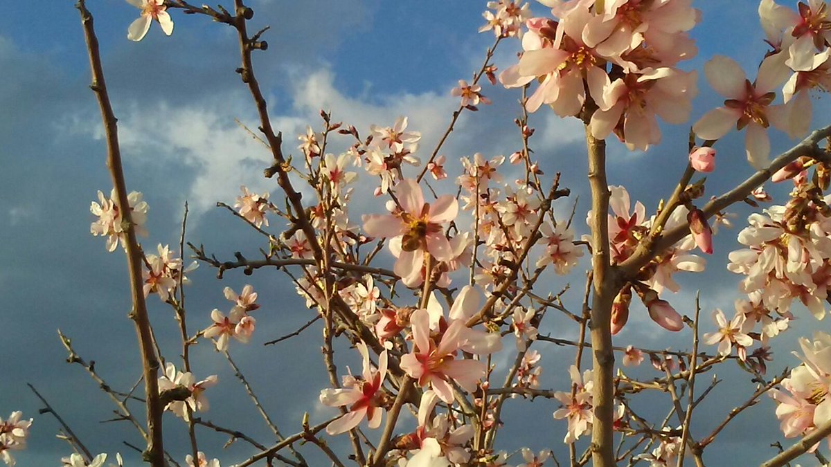 LockSimbolos's tweet photo. El arte imita la naturaleza, la naturaleza imita al arte. El arte y la naturaleza son arte :* https://t.co/VWOxTdbU0H